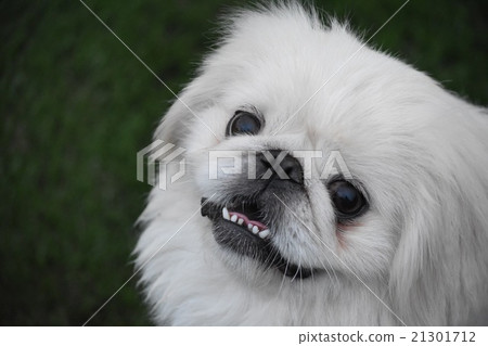 Pekingese 21301712