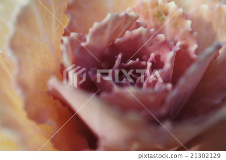 葉牡丹 葉牡丹 21302129