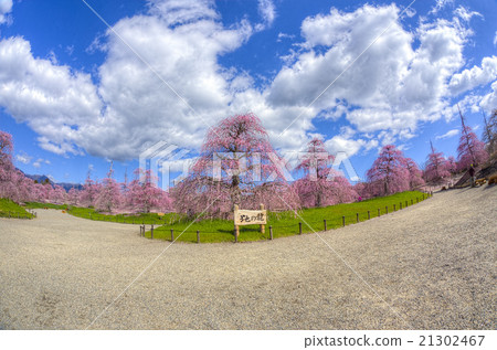 suzuka no mori teien plum/ume shirade blossom 21302467