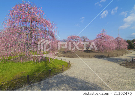 suzuka no mori eien plum/ume shirade blossom suzuka no mori eien plum/ume shirade blossom 21302470