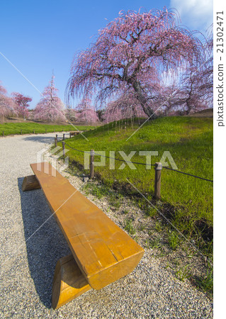 suzuka no mori eien plum/ume shirade blossom 21302471
