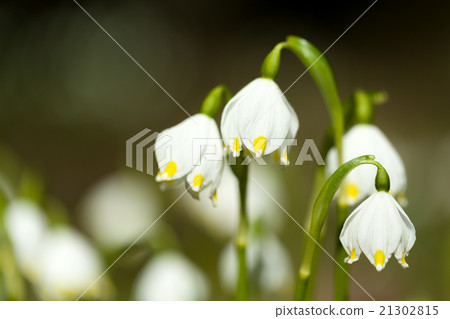 early spring snowflake flowers 21302815