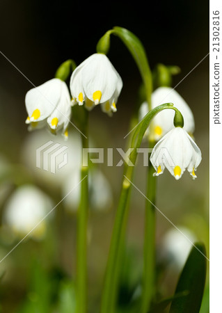 early spring snowflake flowers 21302816