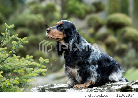portrait of sitting english cocker spaniel portrait of sitting english cocker spaniel 21302934