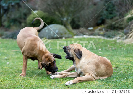 female of Fila Brasileiro (Brazilian Mastiff) 21302948