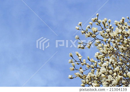 Haku Mokuren(Shiraki Ren) Haku Mokuren(Shiraki Ren) 21304139