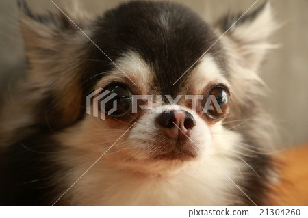 Dog Chihuahua close up the face Dog Chihuahua close up the face 21304260