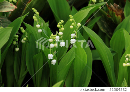 Suzuran Suzuran 21304282