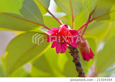 Roadlayer Henry 21304304