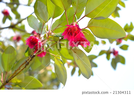 Roadlayer Henry 21304311