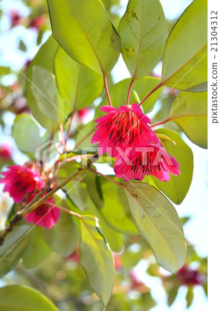 Roadlayer Henry 21304312