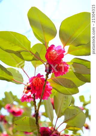 Roadlayer Henry 21304315