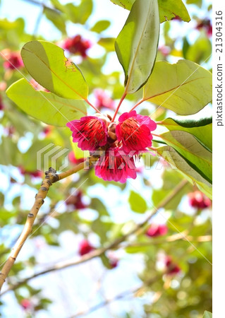 路人亨利 21304316