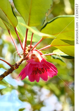 Roadlayer Henry 21304317