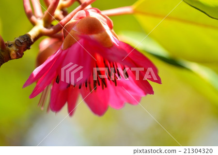 Roadlayer Henry 21304320