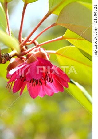 Roadlayer Henry 21304321