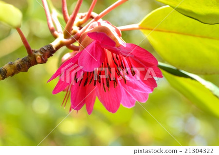 Roadlayer Henry 21304322