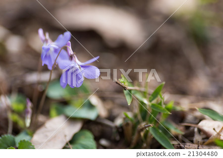 Violet 21304480