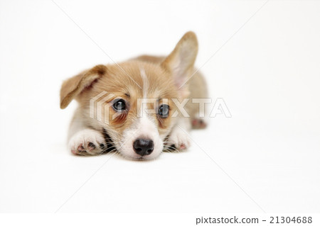 小狗柯基犬 小狗柯基犬 21304688