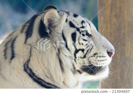 White Tiger   21304897