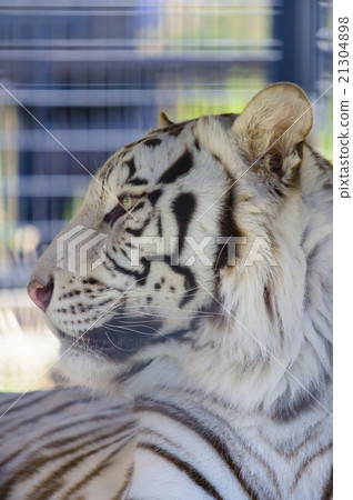 White Tiger   21304898