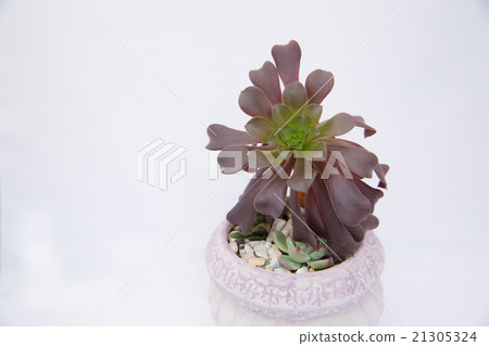 Succulent plant Succulent plant 21305324