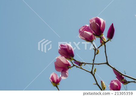 玉蘭花 21305359