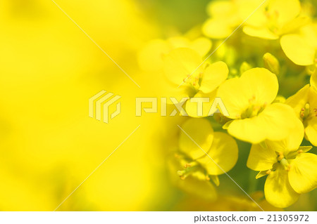 強姦開花 21305972