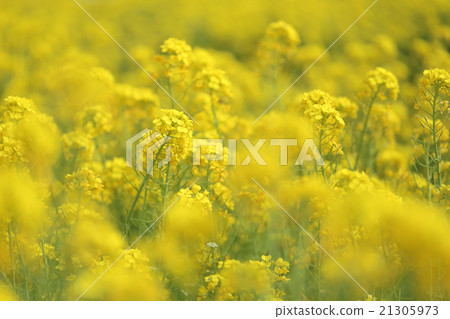 強姦開花 21305973