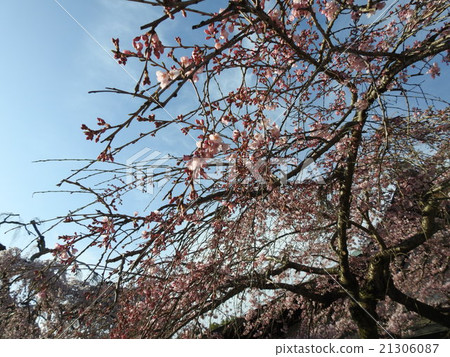 Cherry Blossoms	 21306087