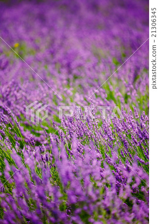 Blurred background of Blooming Purple Lavender 21306345