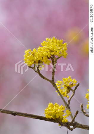 三水之花 21306976