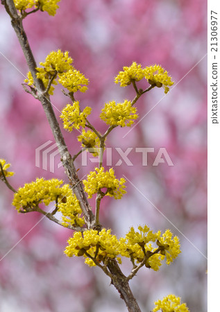 三水之花 21306977