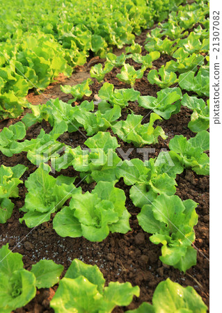 green lettuce crops in growth at vegetable garden green lettuce crops in growth at vegetable garden 21307082