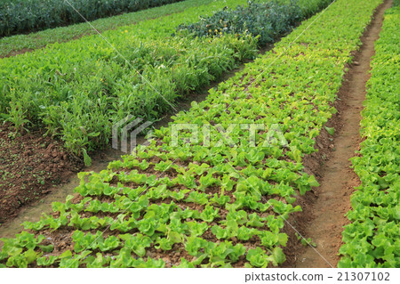 variety vegetable plants in growth at  garden 21307102