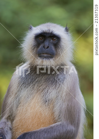 Gray Langur in Ranthambhore N.P. - India 21307319