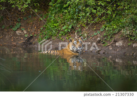 Tiger in a Pond 21307330