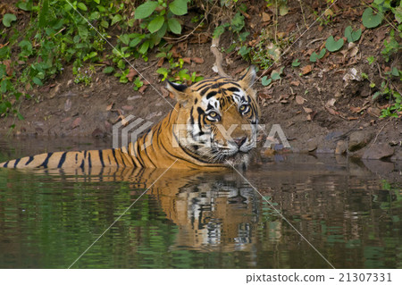 Tiger in a Pond 21307331