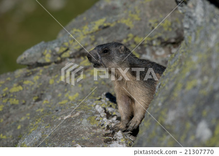 Alpine marmot 21307770