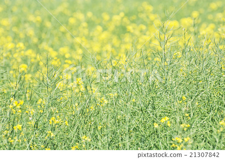 Seasonal rapeseed field, detailed agricultural photo 21307842