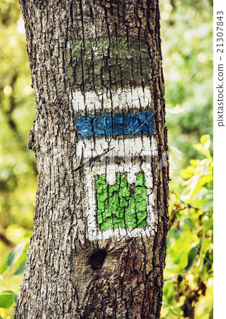 Green and blue hiking signs on the tree 21307843