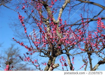 粉紅色的梅花 粉紅色的梅花 21307873