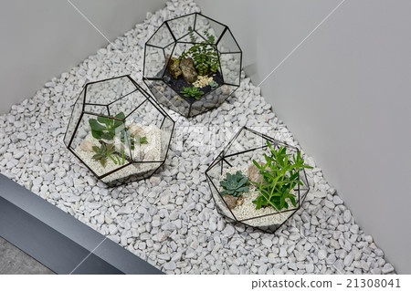 Plants in vases 21308041