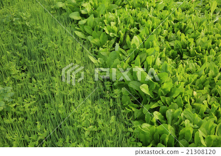variety vegetable plants in growth at garden variety vegetable plants in growth at garden 21308120