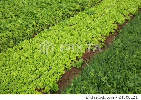 variety vegetable plants in growth at garden variety vegetable plants in growth at garden 21308121