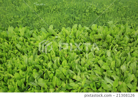 spring onion and lettuce crops grow at garden spring onion and lettuce crops grow at garden 21308126