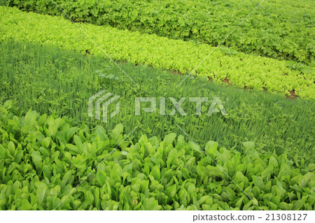 variety vegetable plants in growth at  garden 21308127