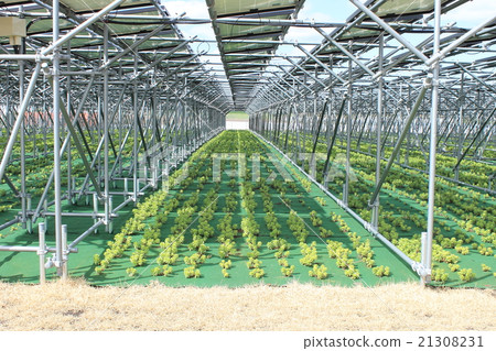 Solar panel _ farming type mega solar _ Hokuei Town Tottori prefecture 21308231