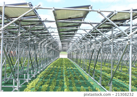 Solar panel _ farming type mega solar _ Hokuei Town Tottori prefecture 21308232
