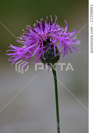 serratula cichoracea 21308661